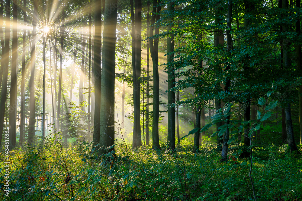 Obraz premium Sunny morning in the forest