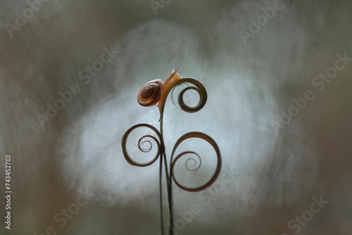 Little Snail (Bradybaena similaris) in unique plants photo