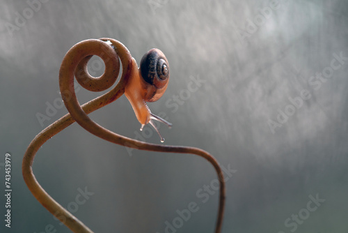 Little Snail (Bradybaena similaris) in unique plants photo