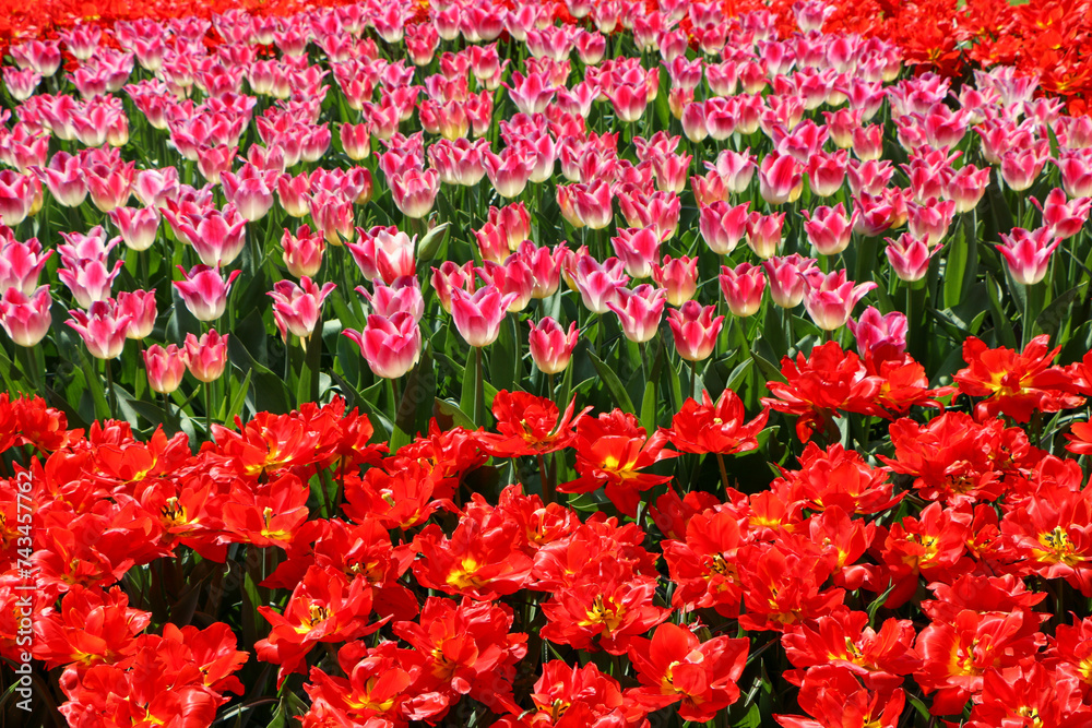 red tulips in the garden red tulips in the garden