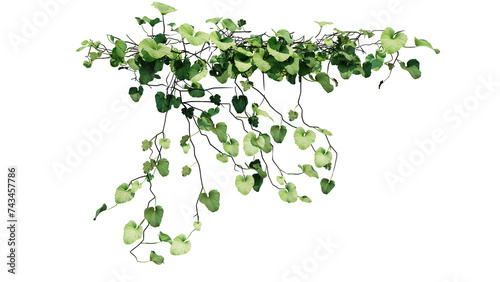 Plant and flower vine green ivy leaves tropic hanging, climbing isolated on transparent background.