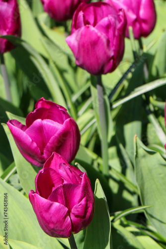 tulips in a garden photo