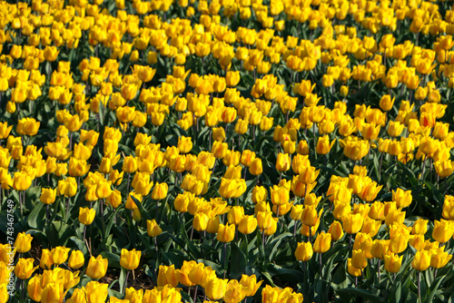 Filed of yellow tulips 