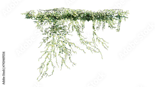 Plant and flower vine green ivy leaves tropic hanging  climbing isolated on transparent background.
