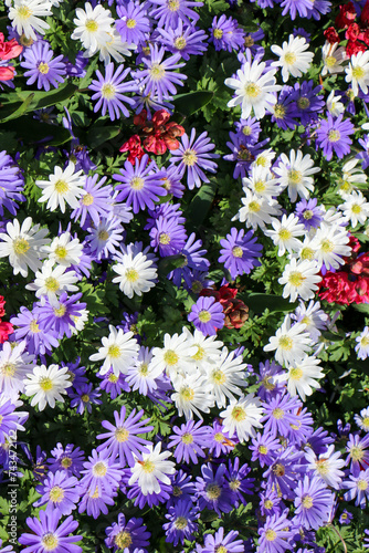 flowers background