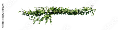 Plant and flower vine green ivy leaves tropic hanging, climbing isolated on transparent background.