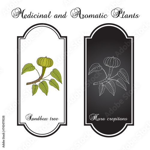 Dynamite tree or possumwood (Hura crepitans), medicinal plant