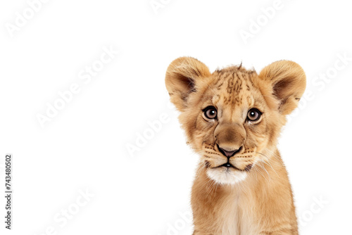 Little Lion's First Roar on Transparent Background, PNG