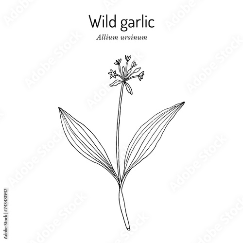 Wild leek, bear garlic (Allium ursinum), or ramsons, buckrams, medicinal plant