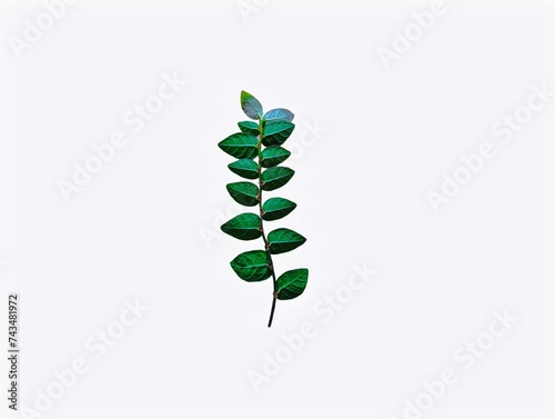The white background in the picture is the stems and leaves of an ornamental plant that grows along the walls of houses and fences to grow into beautiful green panels called Velcro plants.