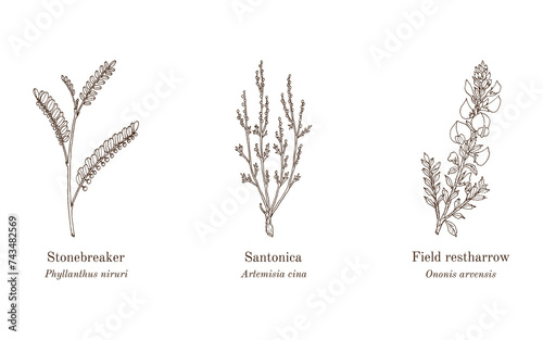 Collection of edible and medicinal plants
