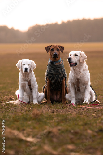 Drei Hunde auf dem Feld. Hundefreunde. 