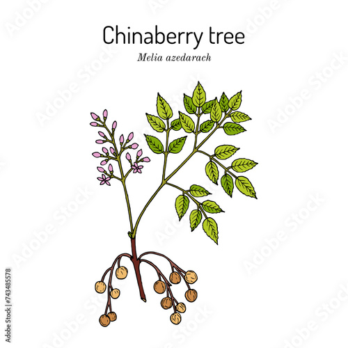 Chinaberry tree or Persian lilac (Melia azedarach), medicinal plant. Hand drawn botanical vector illustration