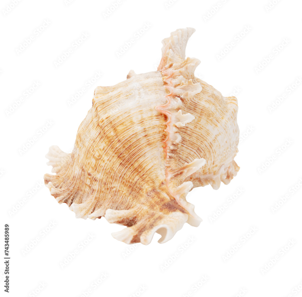 Sea shell isolated on white background. Close-up