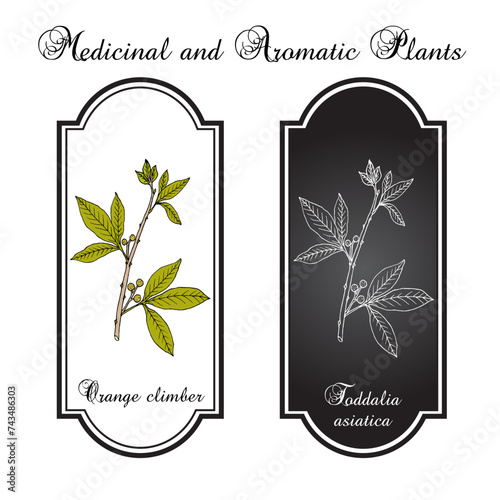 Orange climber (Toddalia asiatica), edible and medicinal plant. Hand drawn botanical vector illustration