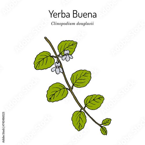 Yerba Buena or Oregon-tea (Clinopodium douglasii), edible and medicinal plant photo