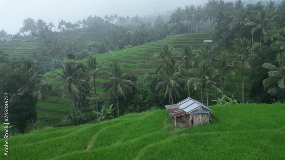 rice field rice field