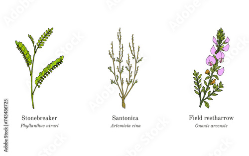 Collection of edible and medicinal plants photo