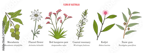 Flora of Australia, collection on native australian plants photo