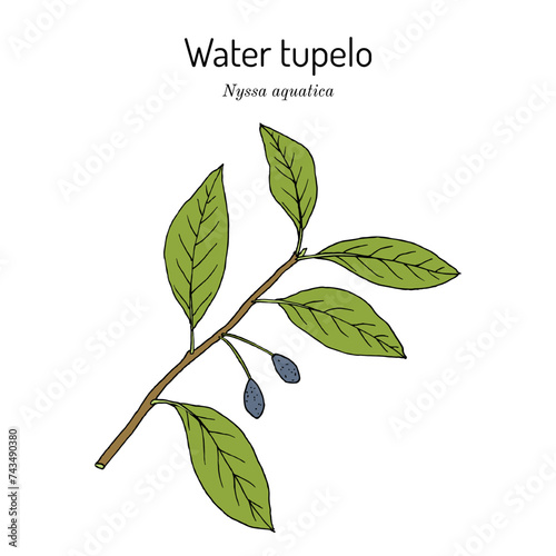 Water Tupelo, or wild olive (Nyssa aquatica), edible plant