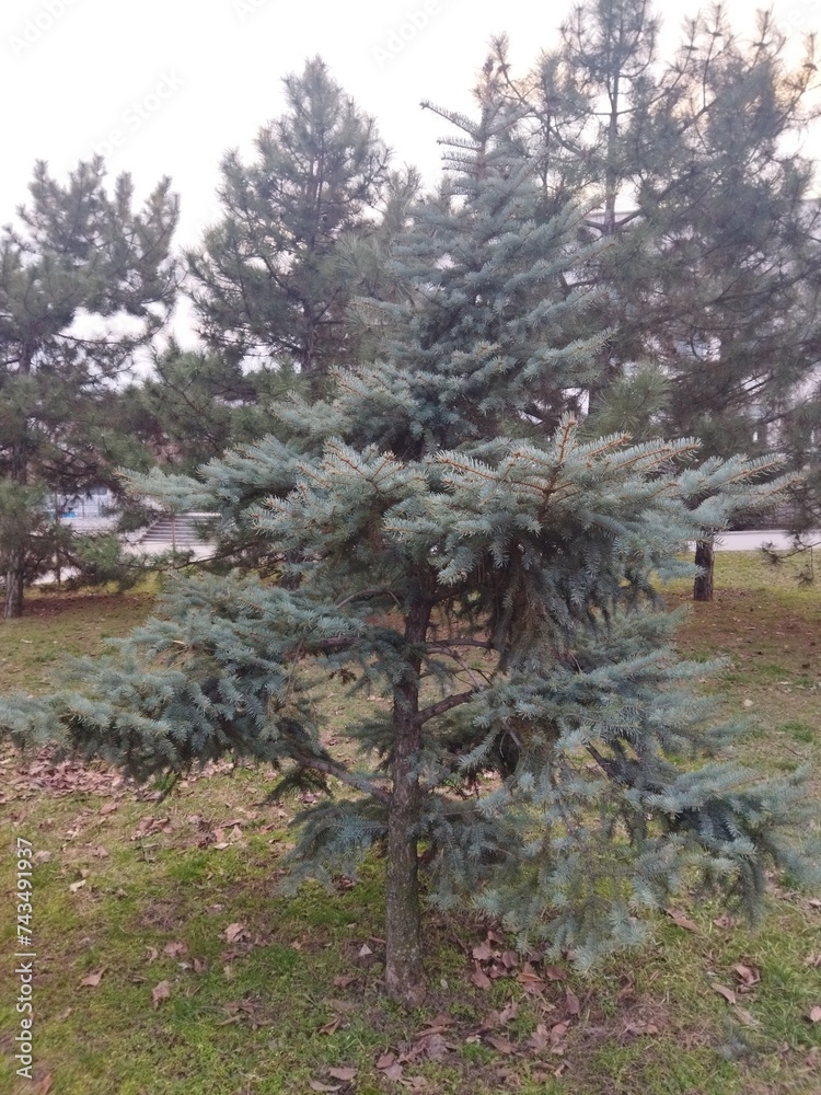 Fototapeta premium pine forest in winter