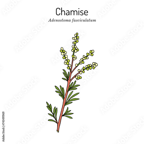 Chamise or greasewood (Adenostoma fasciculatum), medicinal plant