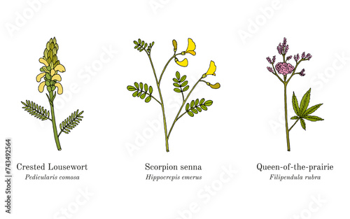 Collection of edible and medicinal plants photo