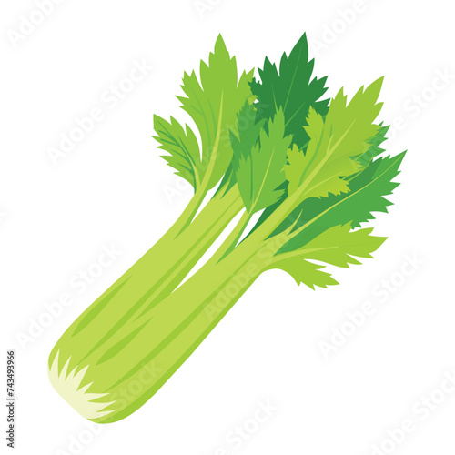 Vector of illustration celery on white
