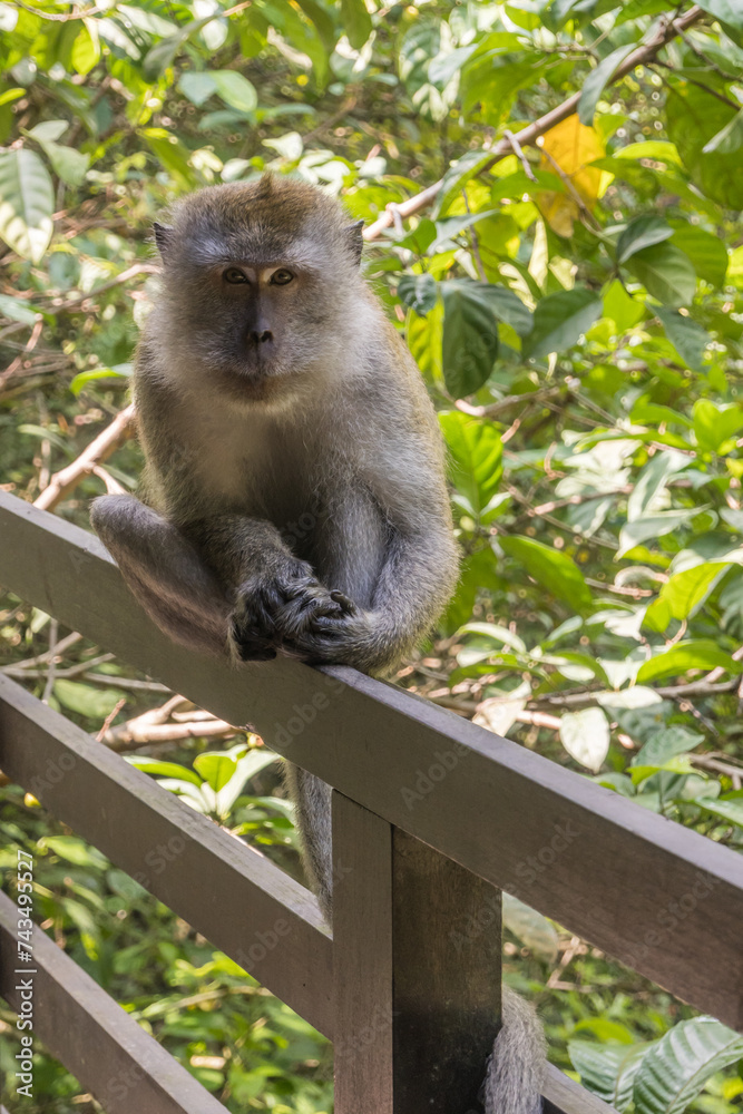 Fototapeta premium A macaque is perched on a wooden fence. Its tail dangles as it gazes at the camera