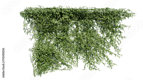 Plant and flower vine green ivy leaves tropic hanging, climbing isolated on transparent background.
