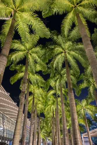 Photography Row of tropic palm trees against the night sky in Singapore