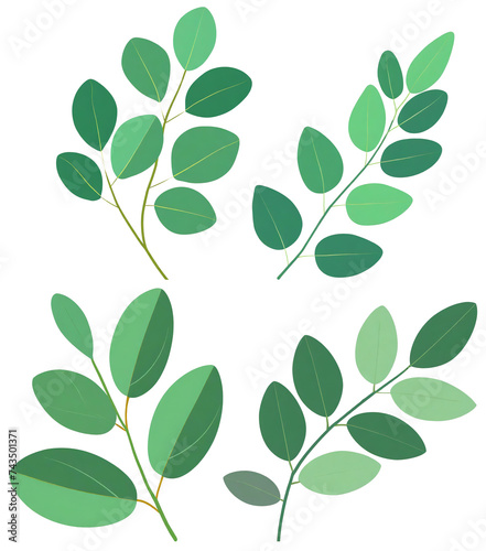 Green eucalyptus leaves isolated on white background