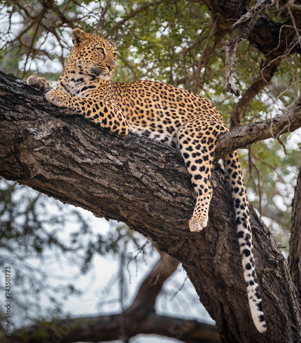 Photos The leopard, Panthera pardus, is one of the five extant species in the genus Panthera