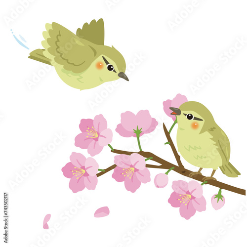 桜の枝と2羽のウグイス