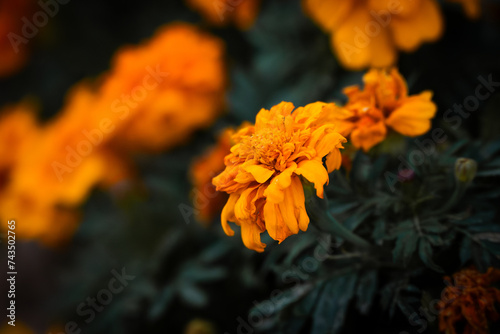 orange chrysanthemum flower © 崇轩 芦