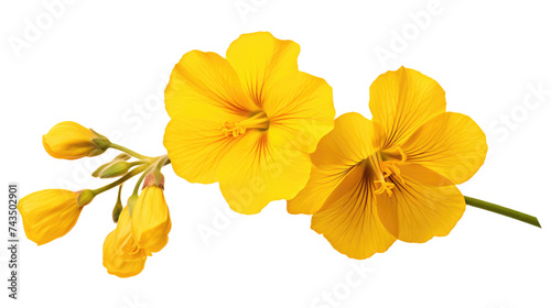 Beautiful rare flowers isolated on white