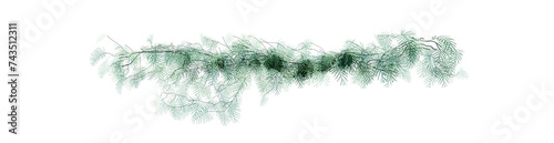 Plant and flower vine green ivy leaves tropic hanging, climbing isolated on transparent background.