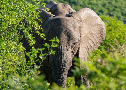 Elefant im Naturreservat Hluhluwe Nationalpark Südafrika