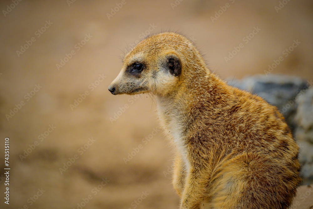 Fotografie meerkat on the lookout