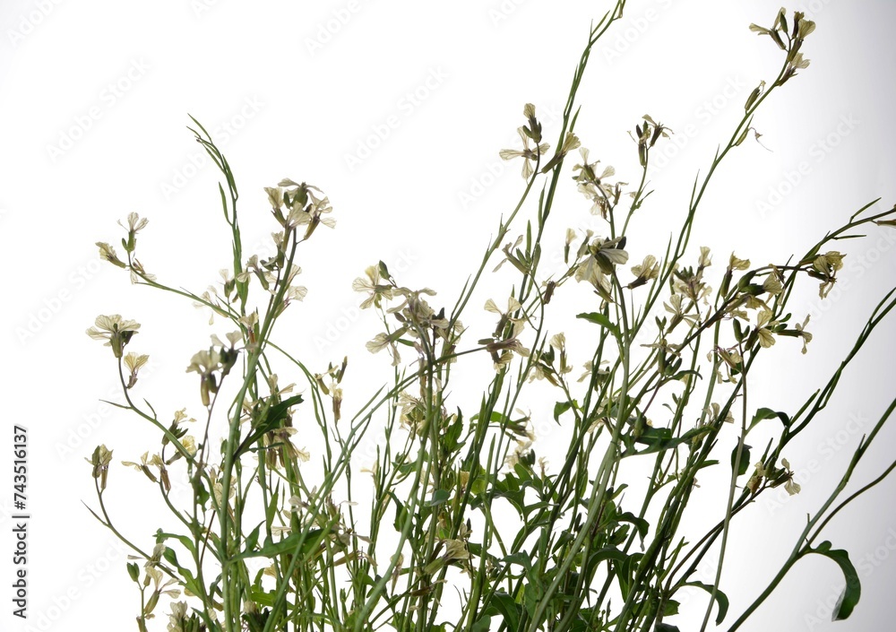 creamy white flowers of rocket eruca vesicularis isolated on a white background. creamy white flowers of rocket eruca vesicularis isolated on a white background.
