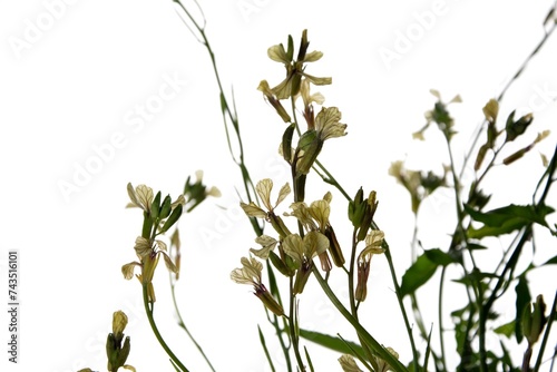 creamy white flowers of rocket eruca vesicularis isolated on a white background. photo