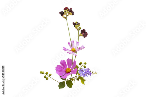purple, pink flower cosmos local flora arrangement flat lay postcard style 