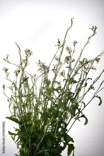 creamy white flowers of rocket eruca vesicularis isolated on a white background. photo