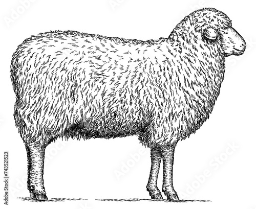 Vintage engraving isolated lamb set illustration ram ink sketch. Farm animal sheep background mutton silhouette art. Black and white hand drawn image