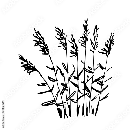 Simple black outline vector drawing. Thickets of reeds, a bush of pampas grass. Wild plants. Sketch in ink.