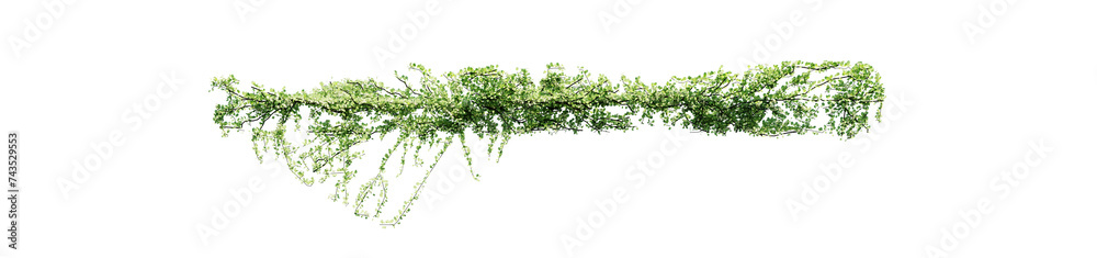 Plant and flower vine green ivy leaves tropic hanging, climbing isolated on transparent background. - obrazy, fototapety, plakaty 