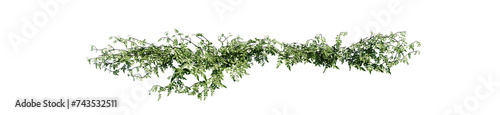 Plant and flower vine green ivy leaves tropic hanging  climbing isolated on transparent background.