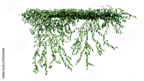 Plant and flower vine green ivy leaves tropic hanging, climbing isolated on transparent background.