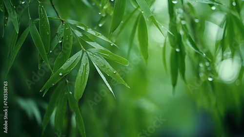 green bamboo pictures  © LI