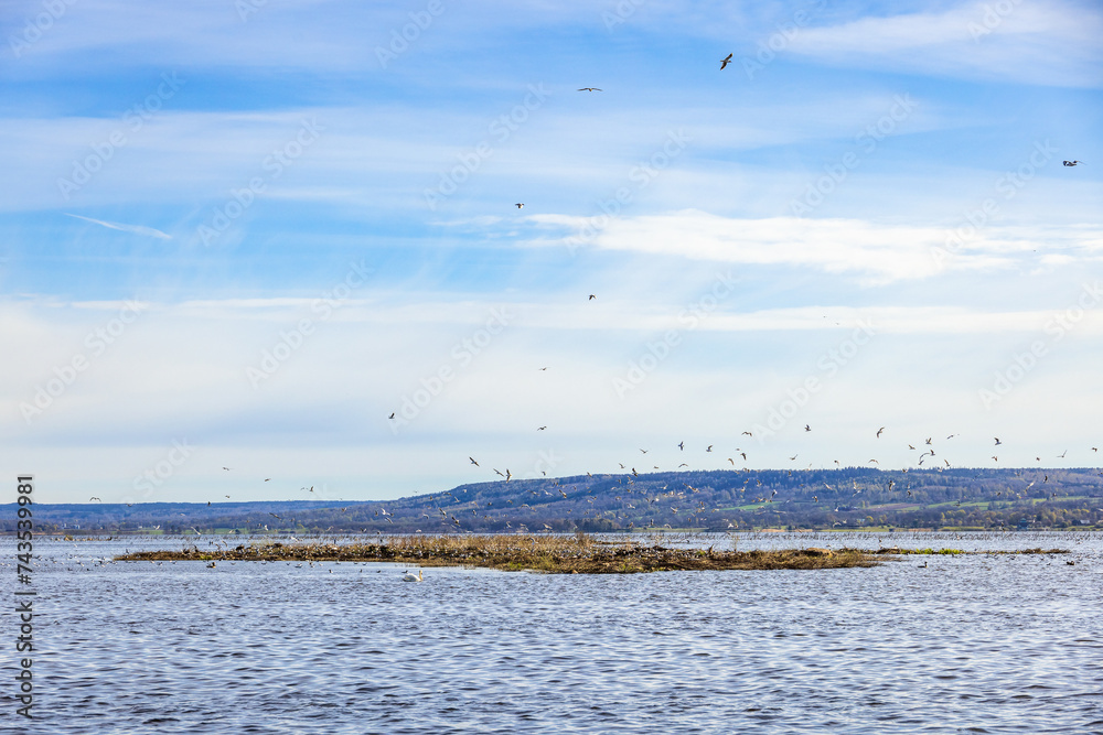 Breeding island with Black-headed gulls